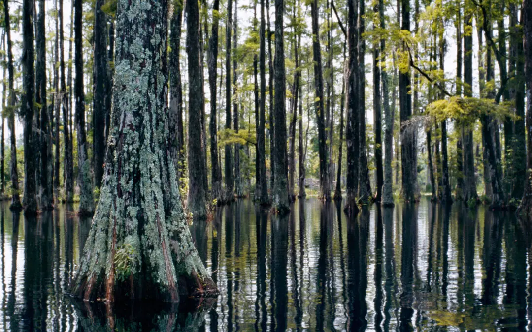 Moving to Moncks Corner, South Carolina: Helpful Local Resources for Lowcountry Homeowners